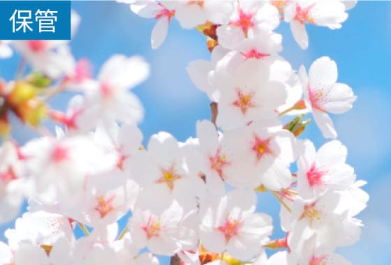 春！大量の冬物を上手にクリーニング・収納するワザ